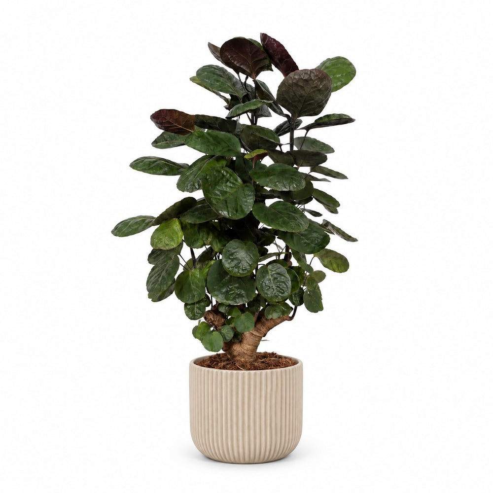 Polyscias Fabian - 60cm, Stylingbeispiel im Übertopf (Übertopf nicht enthalten)