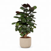 Polyscias Fabian - 60cm, Stylingbeispiel im Übertopf (Übertopf nicht enthalten)