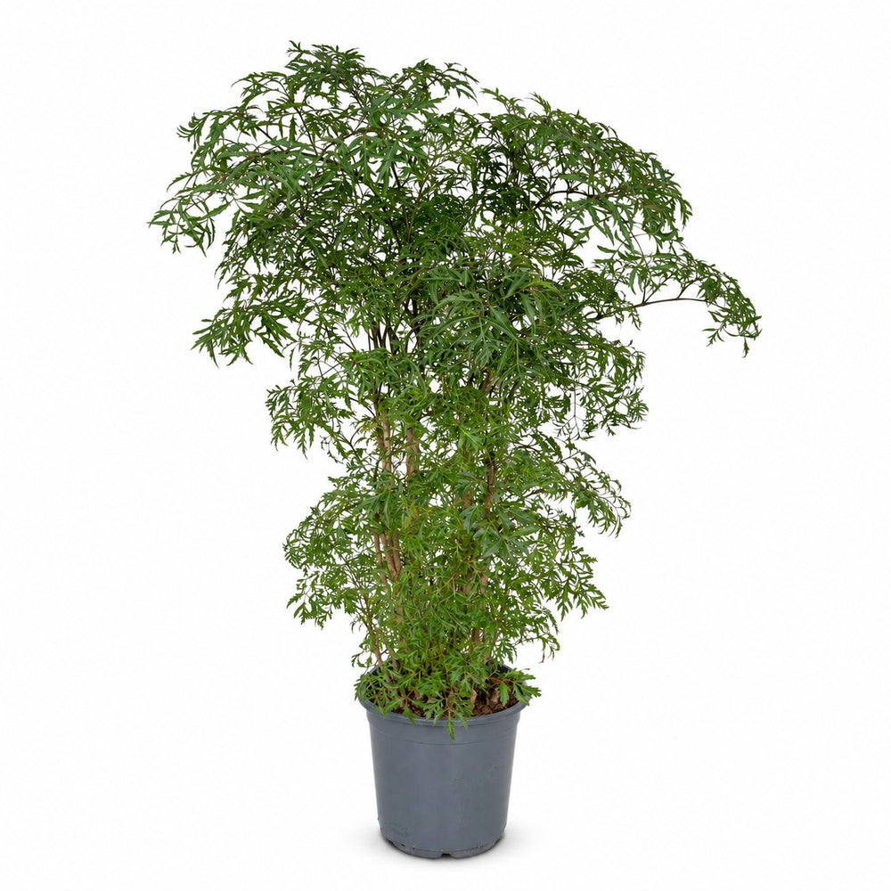 Polyscias Fruticosa (75cm, Ø21cm) im Kulturtopf