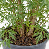 Polyscias Fruticosa, Nahaufnahme Wuchs und Triebansatz