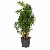 Polyscias Hawaiiana Ming (65cm, Ø17cm) im Kulturtopf