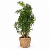 Polyscias Hawaiiana Ming (65cm, Ø17cm), Stylingbeispiel im Übertopf (Übertopf nicht enthalten)