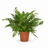 Polystichum Tsussimense / Athyrium (30cm, Ø12cm) im Kulturtopf