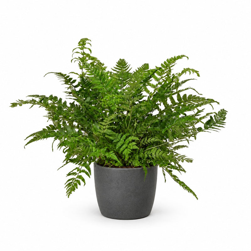 Polystichum Tsussimense / Athyrium Detail