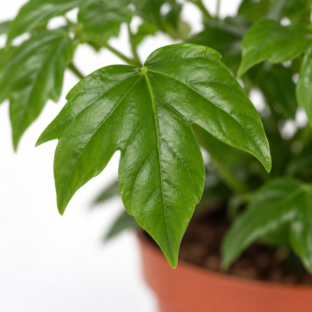 Rademachera Sinica, Nahaufnahme Blatt