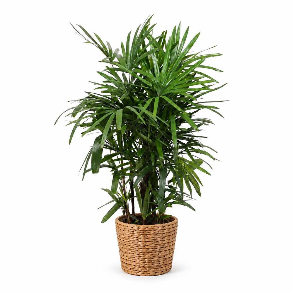 Rhapis Excelsa (120cm, Ø27cm), Stylingbeispiel im Übertopf (Übertopf nicht enthalten)