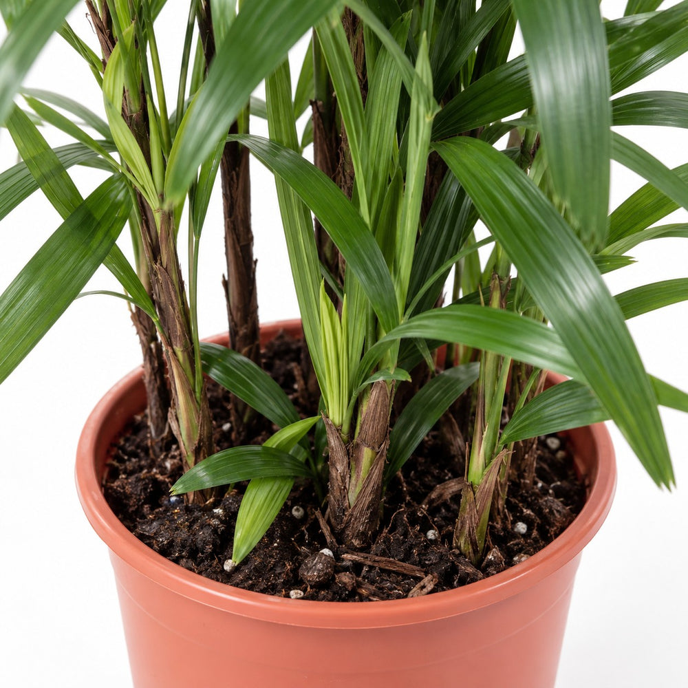 Rhapis Excelsa, Nahaufnahme Wuchs und Triebansatz