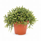 Rhipsalis Burchellii (20cm, Ø12cm) im Kulturtopf