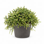 Rhipsalis Burchellii (20cm, Ø12cm), Stylingbeispiel im Übertopf (Übertopf nicht enthalten)