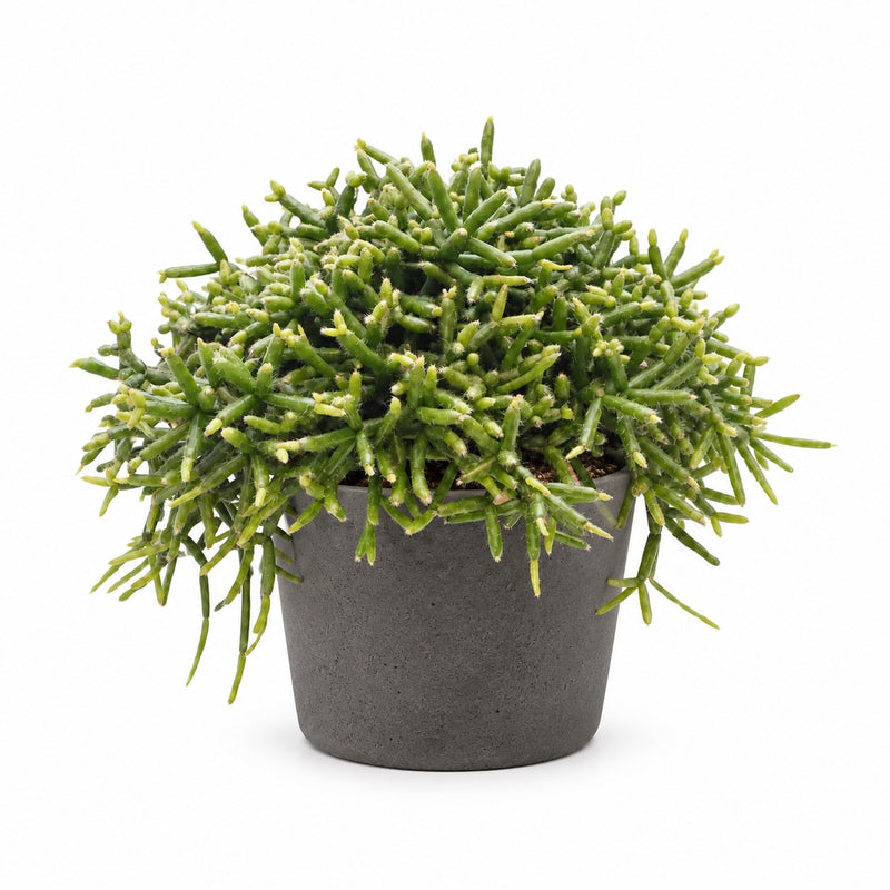 Rhipsalis Burchellii Detail