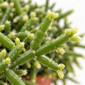 Rhipsalis Burchellii, Nahaufnahme Blatt