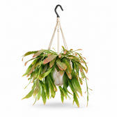 Rhipsalis Red Coral (25cm, Ø17cm), Stylingbeispiel im Übertopf (Übertopf nicht enthalten)