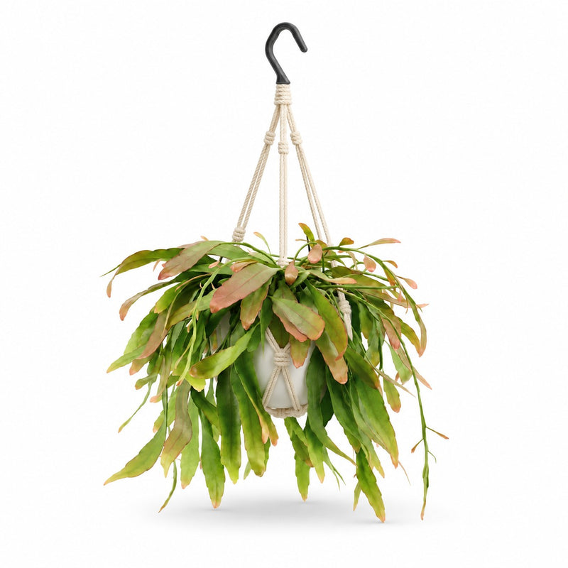 Rhipsalis Red Coral Detail