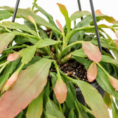 Rhipsalis Red Coral, Nahaufnahme Wuchs und Triebansatz