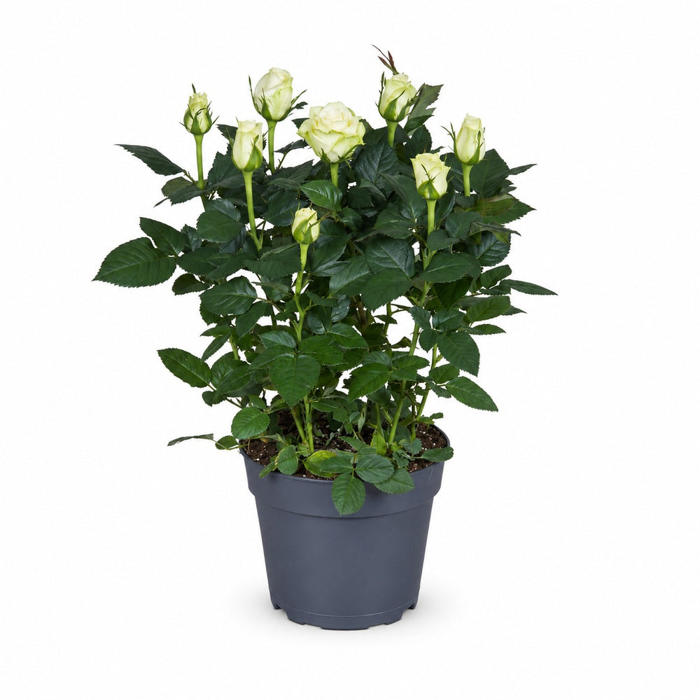 Rosa weiß (45cm, Ø17cm) im Kulturtopf