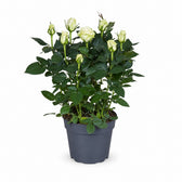 Rosa weiß (45cm, Ø17cm) im Kulturtopf
