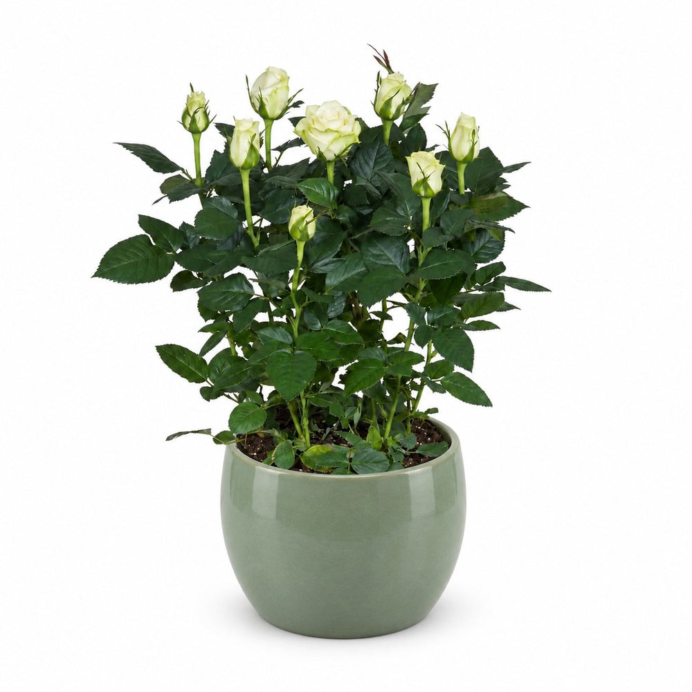 Rosa weiß (45cm, Ø17cm), Stylingbeispiel im Übertopf (Übertopf nicht enthalten)
