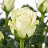 Rosa weiß, Nahaufnahme Blatt