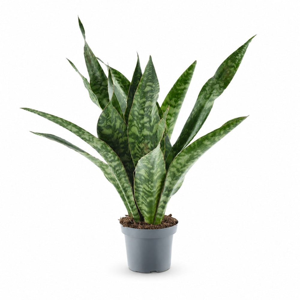 Sansevieria Aubrytniana Dragon (55cm, Ø14cm) im Kulturtopf