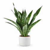 Sansevieria Aubrytniana Dragon (55cm, Ø14cm), Stylingbeispiel im Übertopf (Übertopf nicht enthalten)