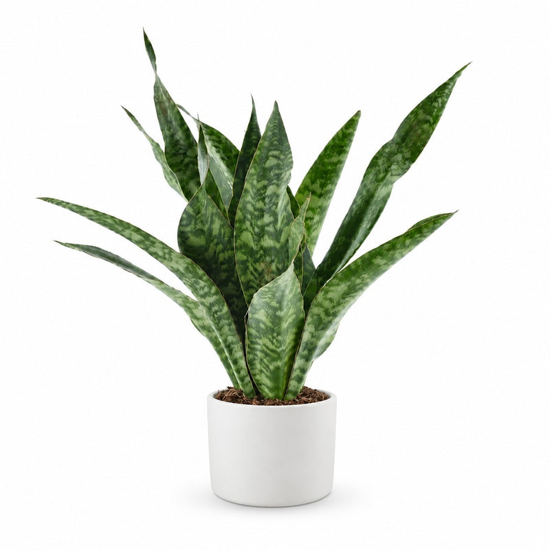 Sansevieria Aubrytniana Dragon Detail