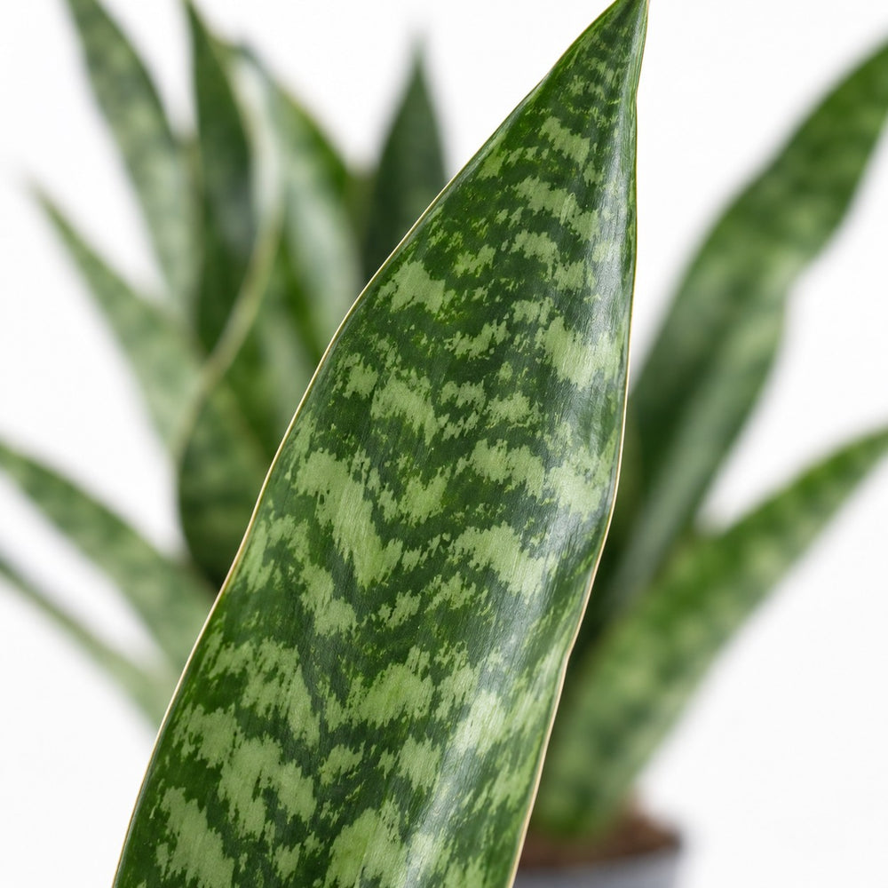 Sansevieria Aubrytniana Dragon, Nahaufnahme Blatt