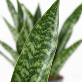 Sansevieria Aubrytniana Dragon, Nahaufnahme Blatt