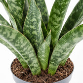 Sansevieria Aubrytniana Dragon, Nahaufnahme Wuchs und Triebansatz