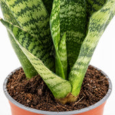 Sansevieria Black Coral, Nahaufnahme Wuchs und Triebansatz