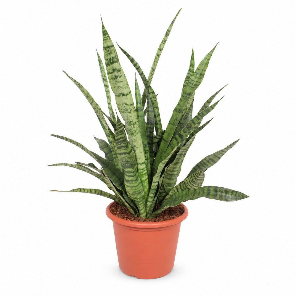 Sansevieria Diamond Green (80cm, Ø25cm) im Kulturtopf