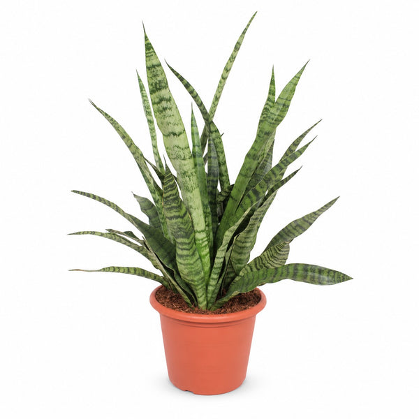 Sansevieria Diamond Green (80cm, Ø25cm) im Kulturtopf
