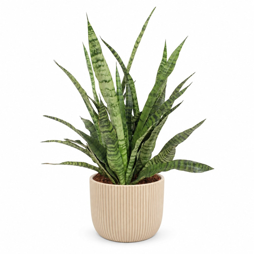 Sansevieria Diamond Green (80cm, Ø25cm), Stylingbeispiel im Übertopf (Übertopf nicht enthalten)