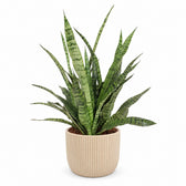 Sansevieria Diamond Green (80cm, Ø25cm), Stylingbeispiel im Übertopf (Übertopf nicht enthalten)