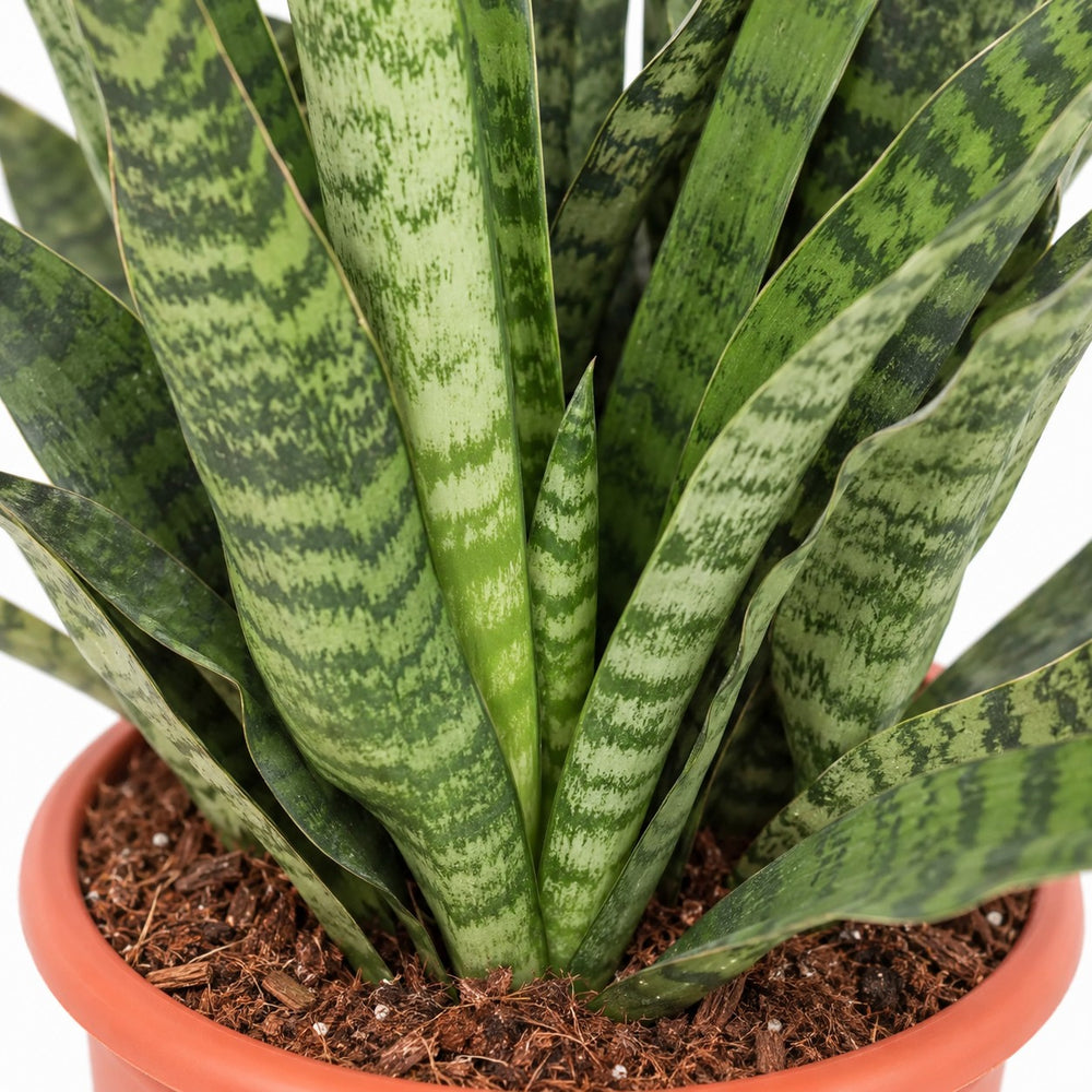 Sansevieria Diamond Green, Nahaufnahme Wuchs und Triebansatz
