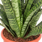 Sansevieria Diamond Green, Nahaufnahme Wuchs und Triebansatz