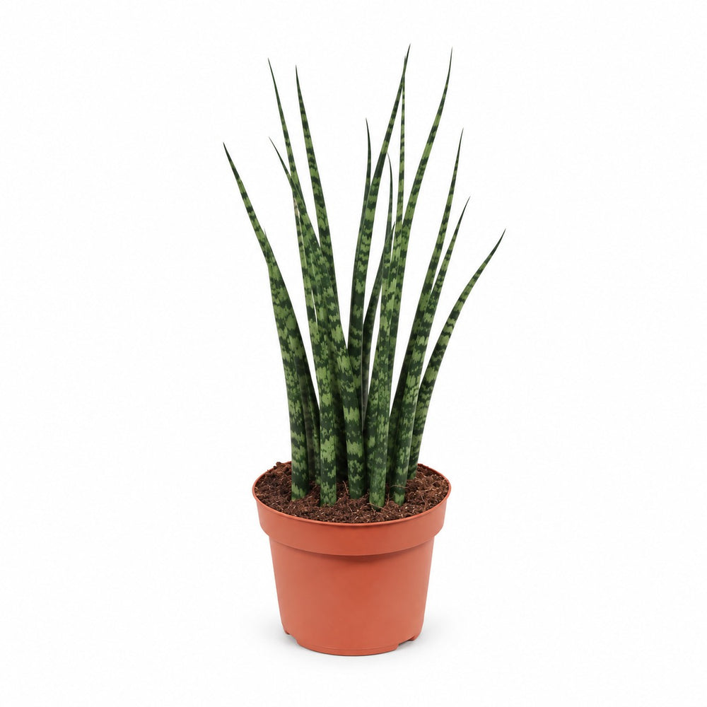 Sansevieria Fernwood Mikado (40cm, Ø12cm) im Kulturtopf