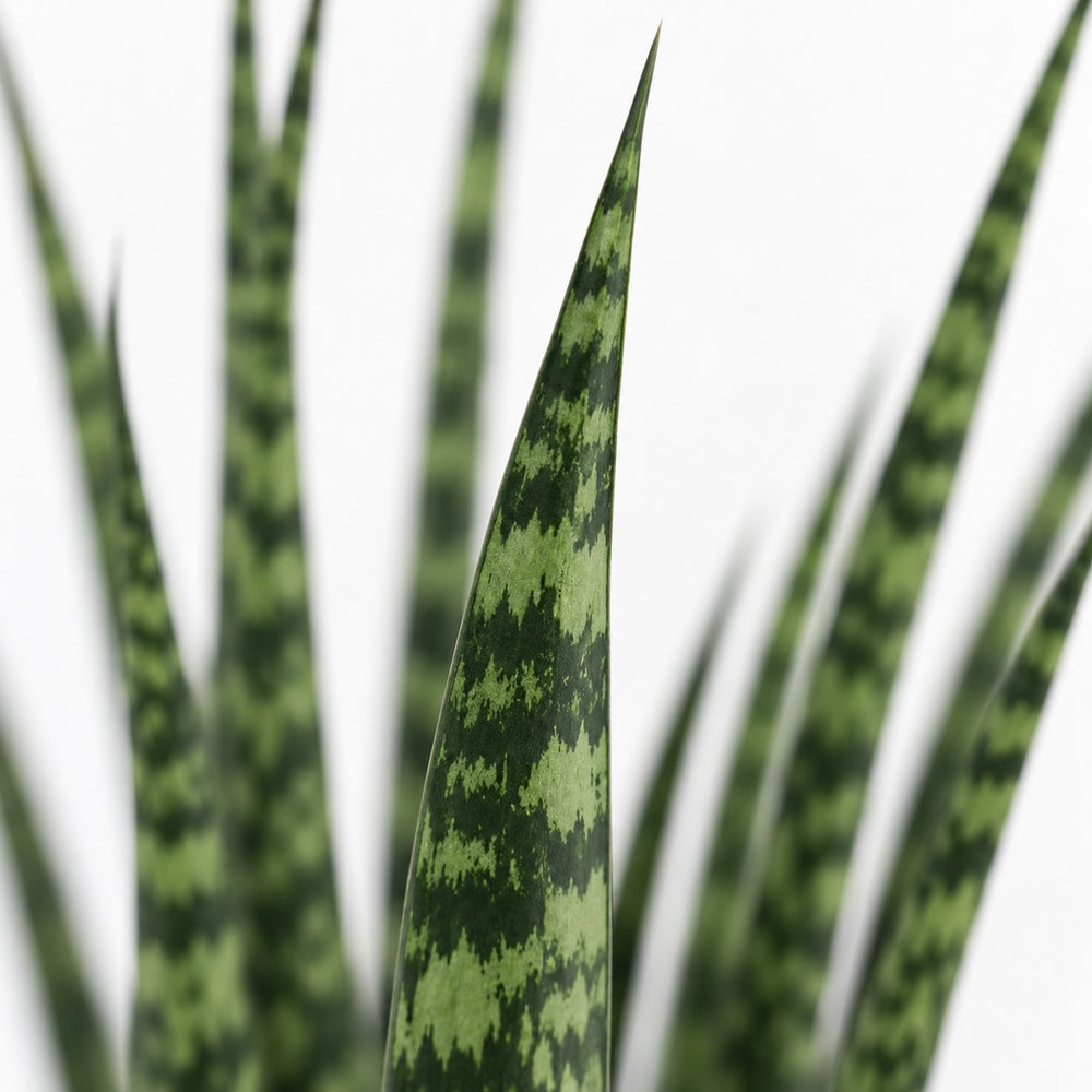Sansevieria Fernwood Mikado (40cm, Ø12cm), Nahaufnahme Blatt