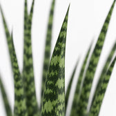 Sansevieria Fernwood Mikado (40cm, Ø12cm), Nahaufnahme Blatt