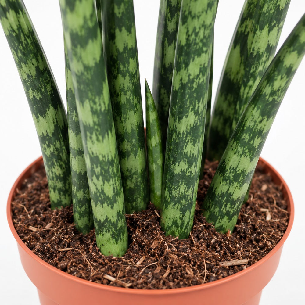 Sansevieria Fernwood Mikado (40cm, Ø12cm), Nahaufnahme Wuchs und Triebansatz