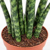 Sansevieria Fernwood Mikado (40cm, Ø12cm), Nahaufnahme Wuchs und Triebansatz