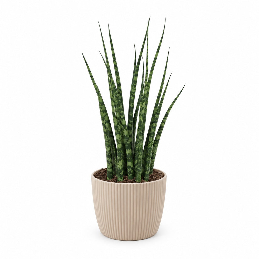 Sansevieria Fernwood Mikado (40cm, Ø12cm), Stylingbeispiel im Übertopf (Übertopf nicht enthalten)