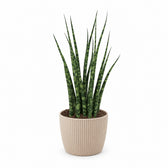 Sansevieria Fernwood Mikado (40cm, Ø12cm), Stylingbeispiel im Übertopf (Übertopf nicht enthalten)