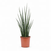 Sansevieria Fernwood Mikado (80cm, Ø19cm) im Kulturtopf