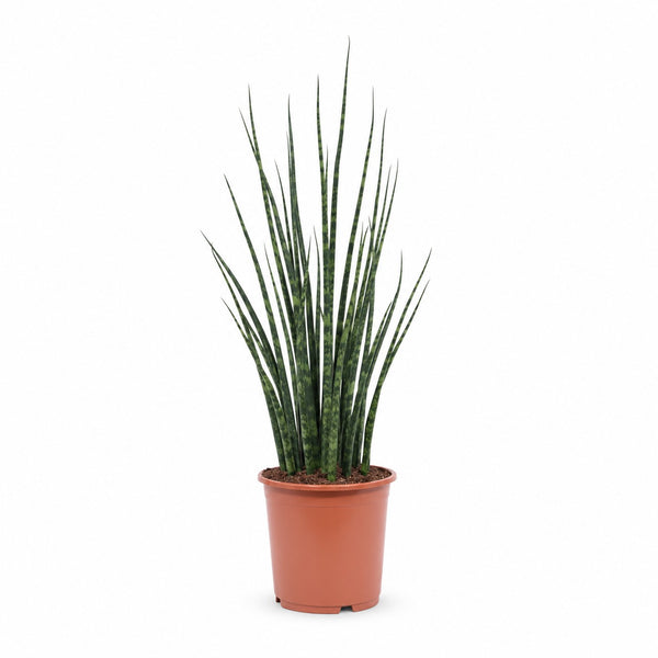 Sansevieria Fernwood Mikado (80cm, Ø19cm) im Kulturtopf
