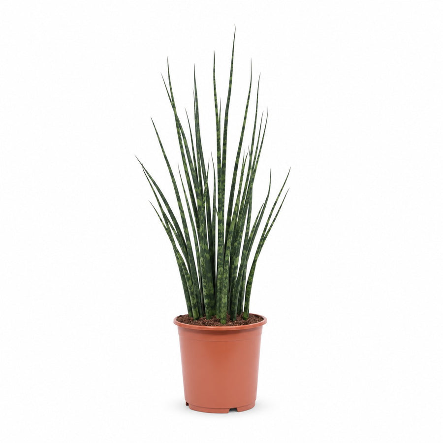 Sansevieria Fernwood Mikado (80cm, Ø19cm) im Kulturtopf