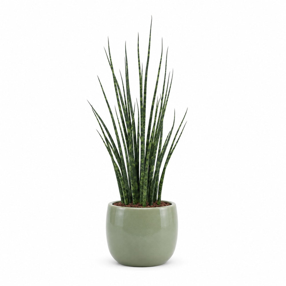 Sansevieria Fernwood Mikado (80cm, Ø19cm), Stylingbeispiel im Übertopf (Übertopf nicht enthalten)