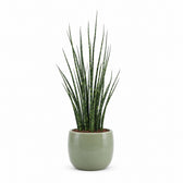 Sansevieria Fernwood Mikado (80cm, Ø19cm), Stylingbeispiel im Übertopf (Übertopf nicht enthalten)