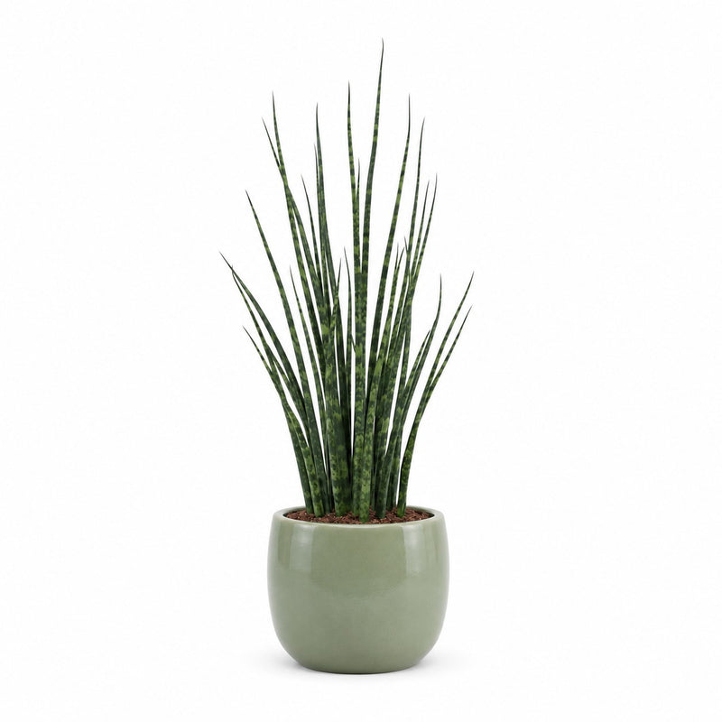 Sansevieria Fernwood Mikado Detail