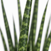 Sansevieria Fernwood Mikado, Nahaufnahme Blatt