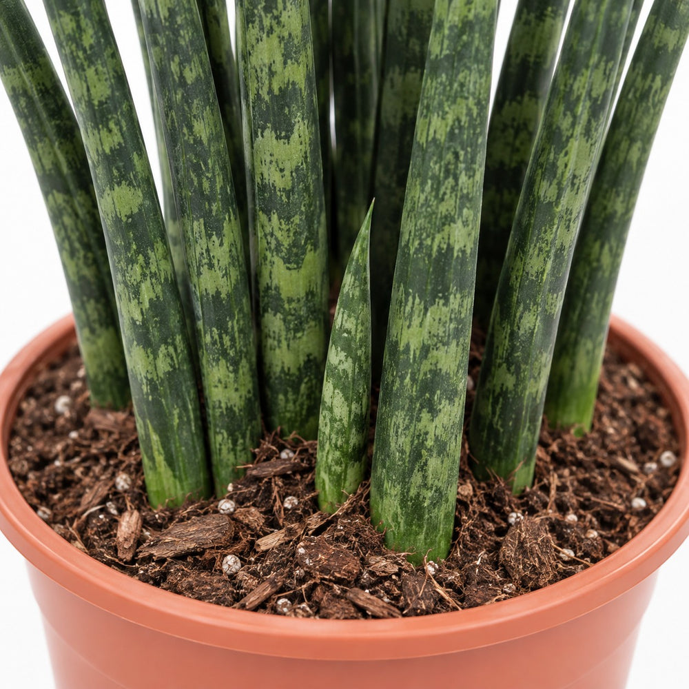 Sansevieria Fernwood Mikado, Nahaufnahme Wuchs und Triebansatz